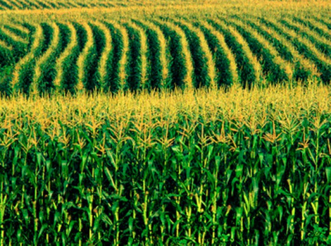 O milho é plantado na maioria dos países do mundo, mas o maior produtor são os Estados Unidos, com 300 milhões de toneladas