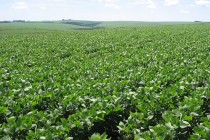 rea com soja transgnica cresce em Mato Grosso e chega a 70% da safra