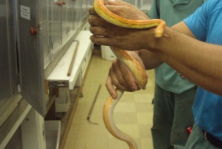 Cobras foram enviadas dentro caixa de papelo pelos Correios para Carazinho (RS)