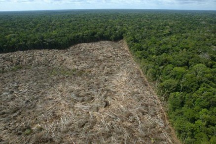 Desmatamento na Amaznia atingiu uma rea de quase 175 m