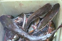 Batalh�o Ambiental prende homem com 340 kg de pescado ilegal