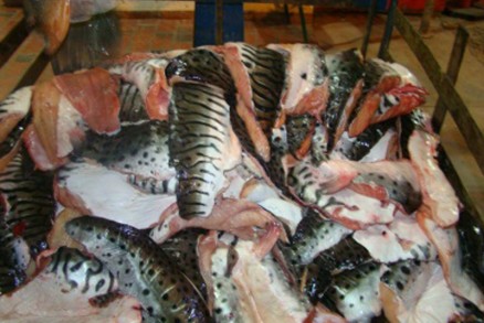 De acordo com a Polcia Militar, o total de peixes fora da medida regulamentada foi de 250 quilos de pescado ilegal