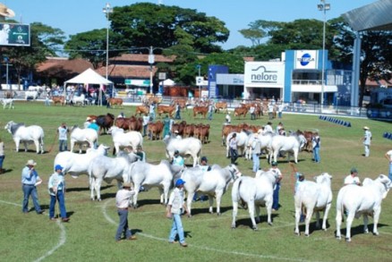 48 Expoagro ter como um dos pontos altos os leiles de gado leiteiro e de raa