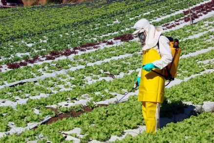 Agrotxicos: Aldicarbe tem comercializao suspensa pela Anvisa