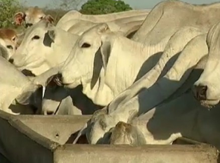 A pecu�ria de corte � uma das principais atividades econ�micas do Estado