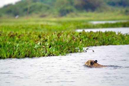 On�a nada no Rio Paraguai e vai em dire��o � �rea com vegeta��o 