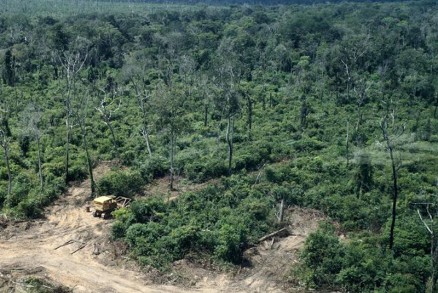 Maioria dos pontos desmatados ocorreram em virtude da pecuria (foto ilustrativa)
