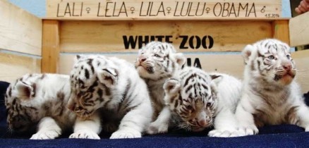 Filhotes de tigre-de-bengala 