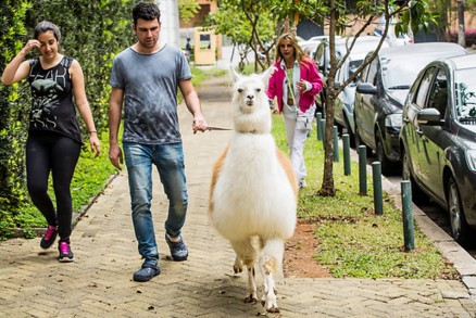 Lhama do empres�rio Dinho Diniz atrai olhares em seus passeios pelos Jardins (zona oeste de SP)