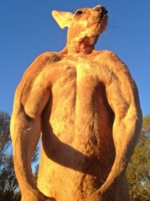 O canguru Roger, de 9 anos de idade,  o macho alfa do santurio Alice Springs
