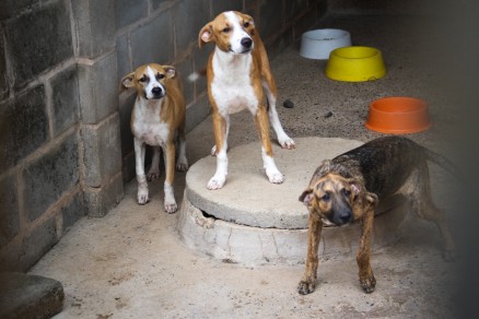 Cuiab possui mais de 11 mil animais abandonados, segundo o MPE