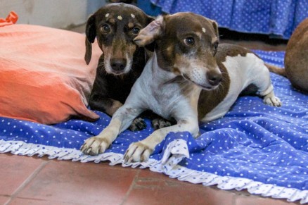 Associao cuida de animais que foram abandonados em Cuiab