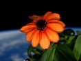 Nasa apresenta foto da 1 flor nascida na Estao Espacial Internacional