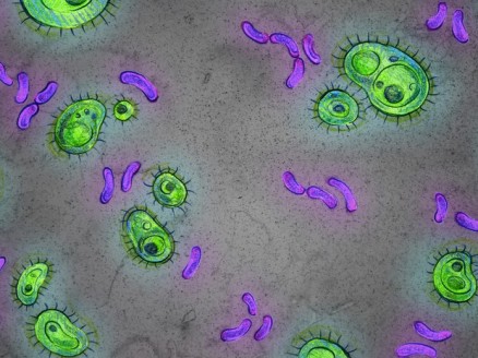 Ilustrao representa bactrias que vivem no intestino humano