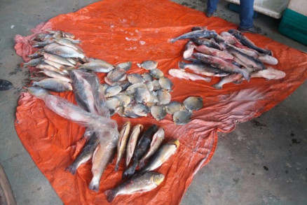 Os peixes foram doados para o Asilo Lar da Providncia