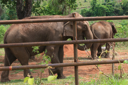 Guida e Maia so, por enquanto, as nicas moradoras do Santurio de Elefantes Brasil