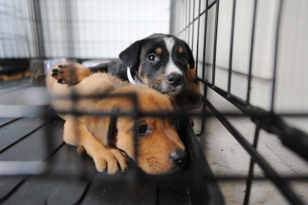 Projeto prope que imagem de animais resgatados seja disponibilizada em 24h