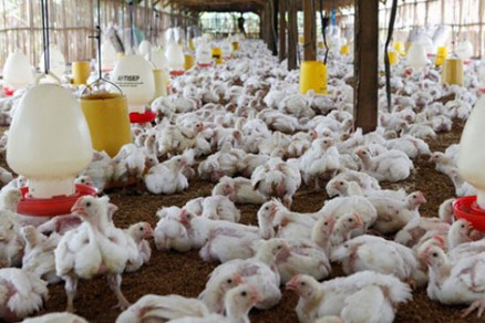 Ministrio anunciou suspenso de compra de frangos