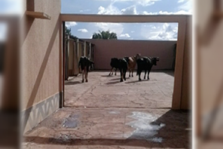 As vacas foram parar dentro do motel, s margens da MT-130