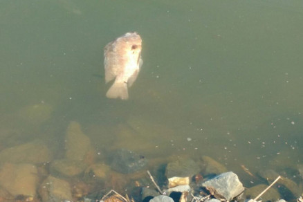 Segundo secretrio Jos Roberto Stopa a lagoa est dentro da normalidade e no oferece perigos  vida animal existente no local
