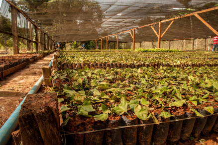 Colzina possui 15 mil hectares de rea de cultivo de caf