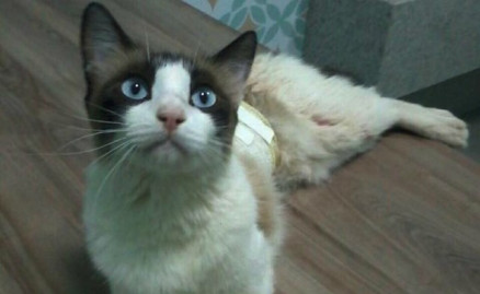 Lili est internada em uma clnica veterinria 