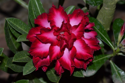Local tambm contar com exposio de roseiras e rosas do deserto
