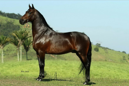 O mercado do cavalo no Brasil fomenta mais de R$ 16 bilh�es por ano