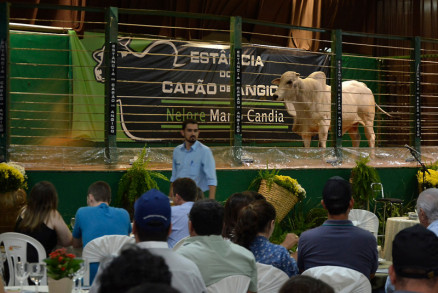 Um dos leil�es mais rent�veis desta Expoagro foi o tradicional Leil�o Cap�o de Angico
