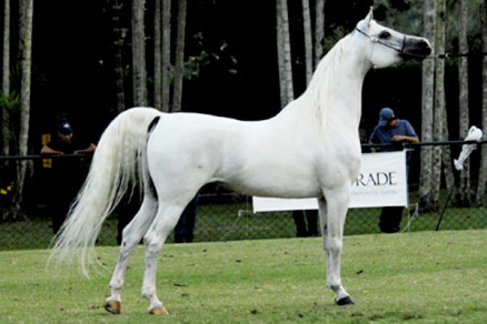 Cavalo rabe, uma das variaes mais caras comercializadas hoje