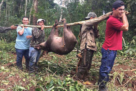 Grupo com o javali morto, em fazenda no interior do Estado