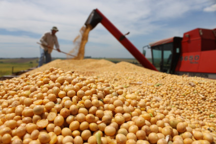 Soja convencional ainda  cultivada no Brasil, mas rea plantada diminui