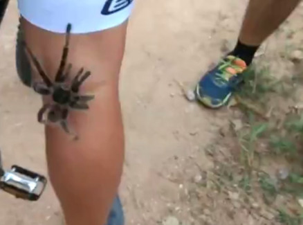 Tarntula subiu na perna do ciclista Igor Silva, de 21 anos