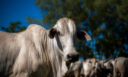  Primeira etapa de vacinao contra a febre aftosa comea em 1 de maio em MT 