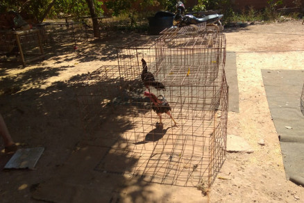 As gaiolas apreendidas na rinha, localizada no Bairro Jardim Florianpolis