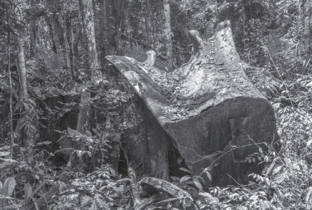 reas indgenas so alvos prioritrios dos setores que visam a explorao madeireira, hdrica e o plantio de soja 