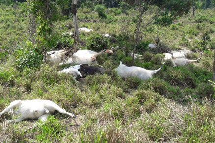 Animais morrem com queda de raio em MT 