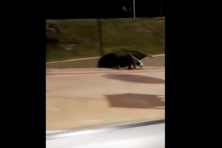 Tamandu-bandeira tenta fugir dos humanos ao perceber que est sendo observado