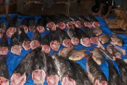 Os peixes apreendidos pela Polcia Militar em Pocon