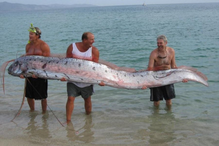 Regalecus Glesne, o peixe regaleco