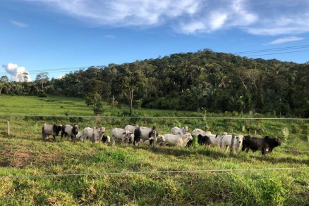Sitiante foi conduzido pela polcia e informou que havia arrendado pasto para uma terceira pessoa