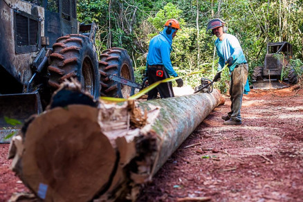 Manejo florestal sustentvel garante floresta em p por pelo menos 25 anos