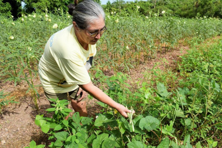 Agricultores familiares sero beneficiados com a utilizao para consumo prprio, na pecuria e agricultura