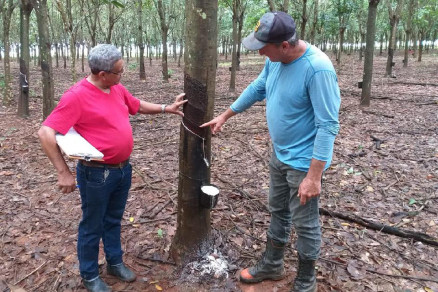 O engenheiro da Empaer, Jos Rodrigues e o produtor Leandro Bozzobom no seringal da propriedade