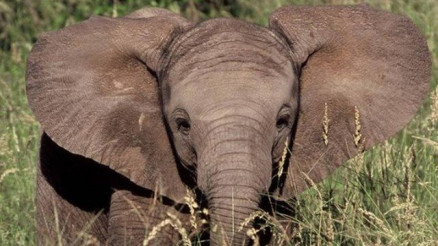 Elefante no parque nacional de Kruger
