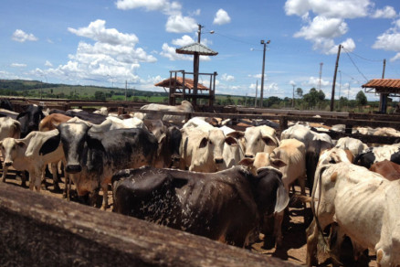 Os animais foram roubados de fazenda na regio Norte do Estado