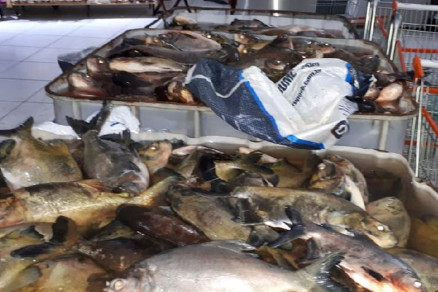 Aps comprovado que peixes estavam aptos para consumo, eles foram doados  instituies 