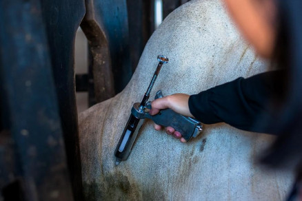 Cerca de 30 milhes de animais devem ser vacinados nesta etapa