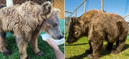 Fua da ursa foi preenchida com novos pelos