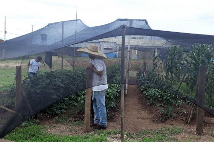 Na horta so cultivadas diversas espcies de alface, rcula, couve, cebolinha, coentro, salsa e mandioca